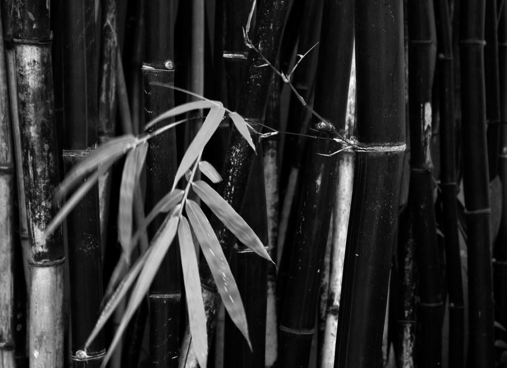 bamboo BnW - Vietnamese Heritage Museum