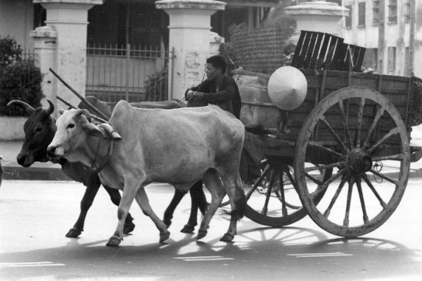 cattle-pulling-a-manned-cart-down-a-saigon-street_8467174386_o