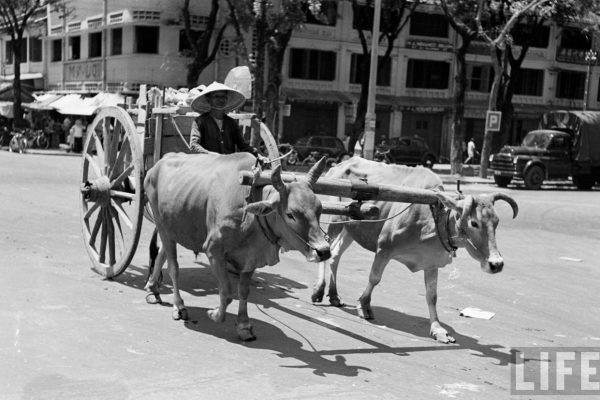 saigon-1950---oxen-cart-pha-sau-xe-b-l-gc-nguyn-hu---ng-c-k_8466077039_o