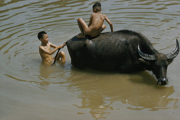 Two naked boys play with a water buffalo in a muddy stream

October 10, 1961 Wilbur E. Garrett